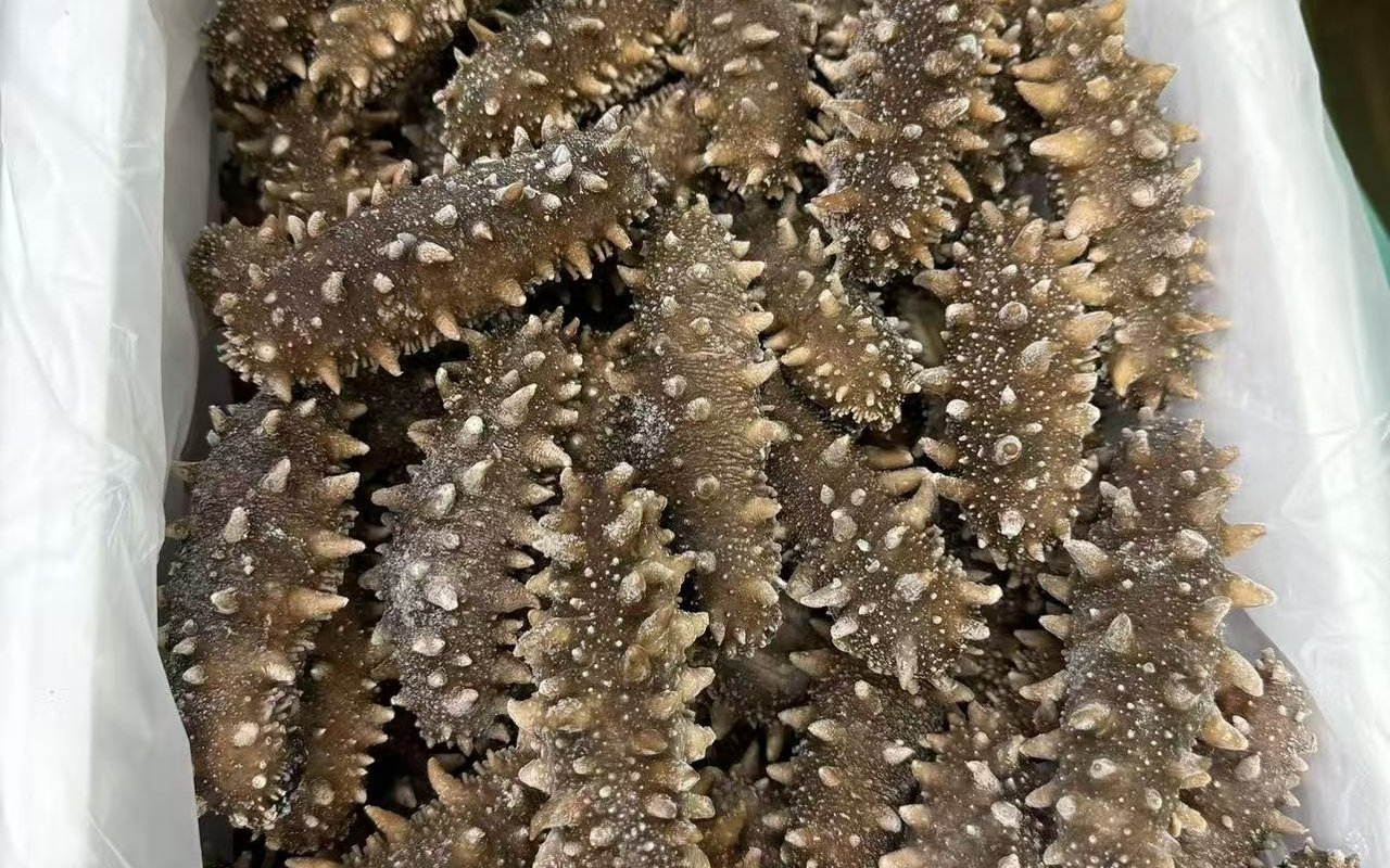 昆玉即食海参实拍图
